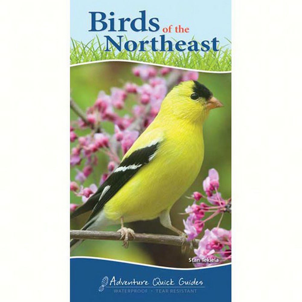 Birds of the Northeast Quick Guide