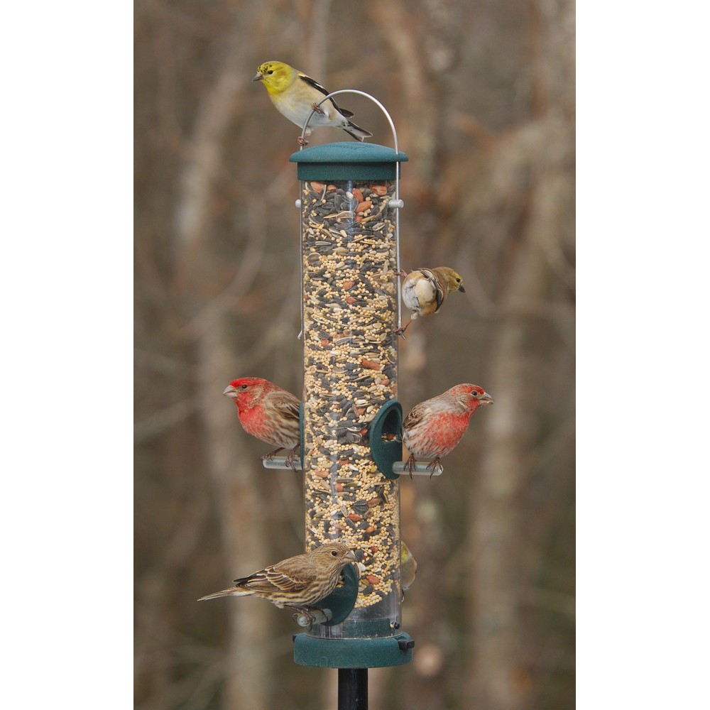 Quick Clean Spruce Seed Med