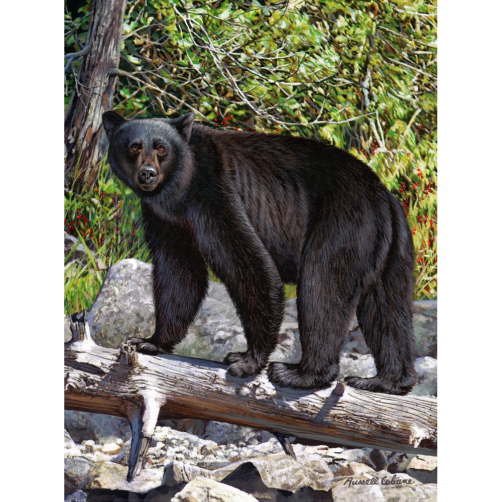 Black Bear 1000 Piece Puzzle