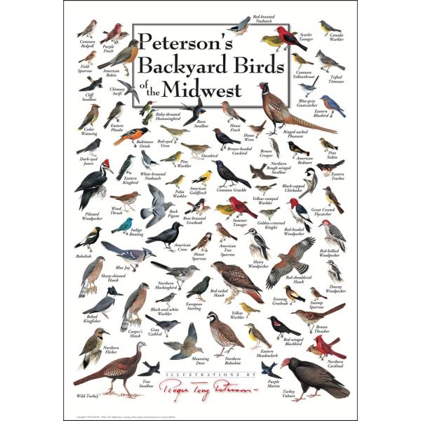Petersons Backyard Birds of the Midwest Poster