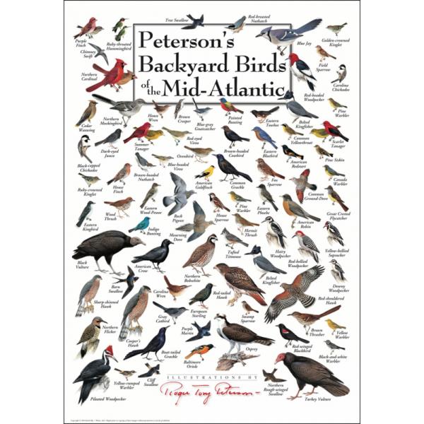Petersons Backyard Birds of Mid-Atlantic Poster
