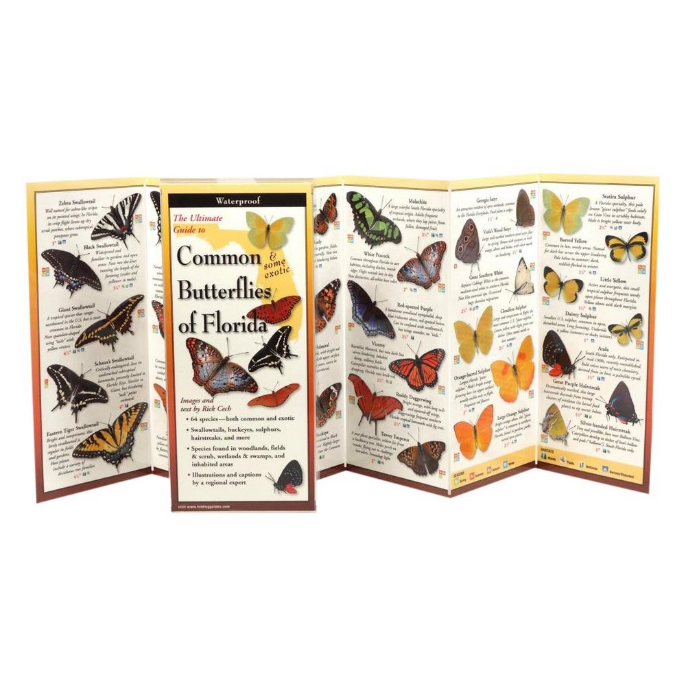 Common Butterflies Florida