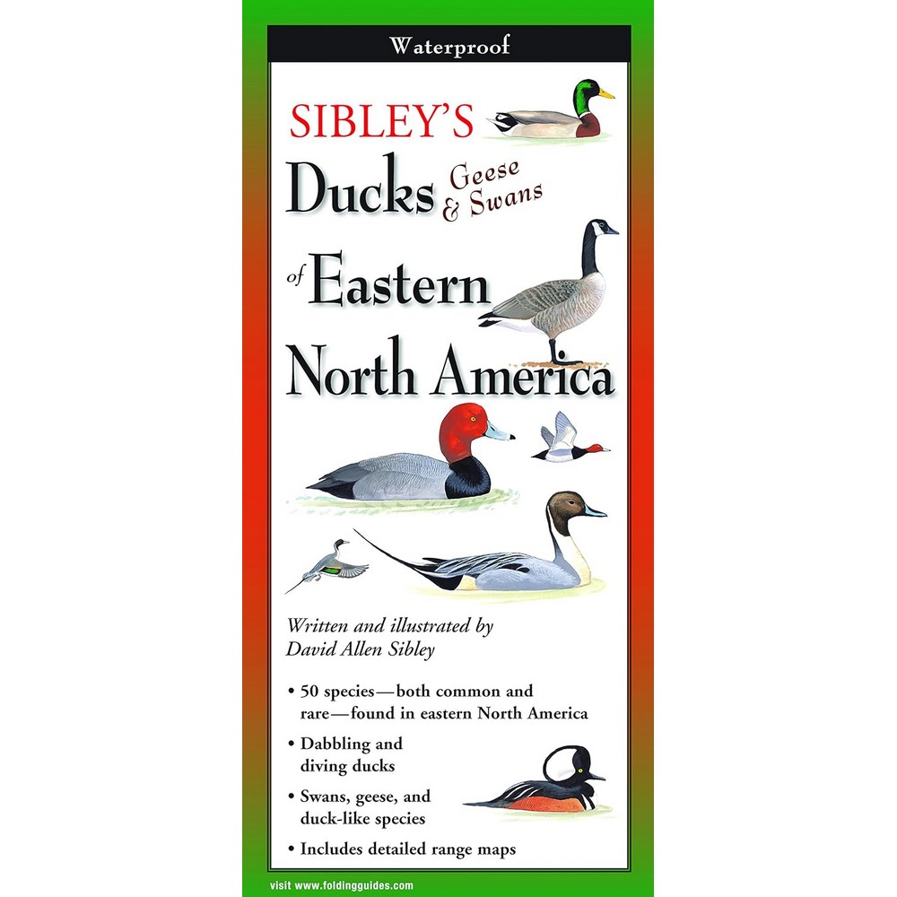 Sibleys Ducks Eastern North America