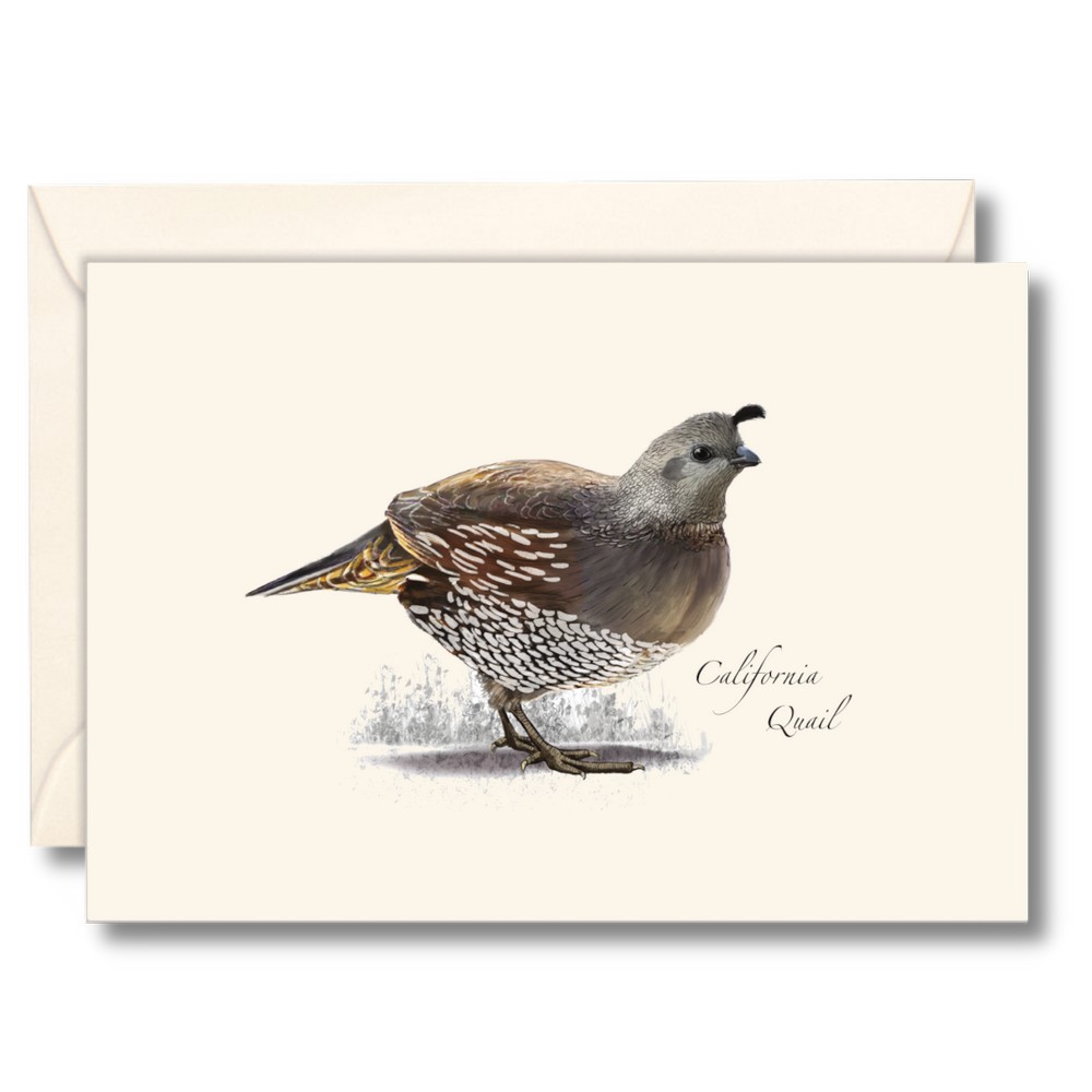 California Quail Notecards