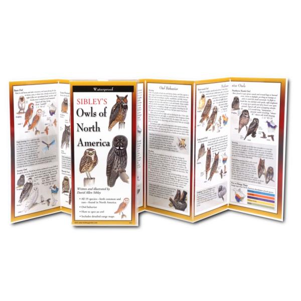 Sibleys Owls North America