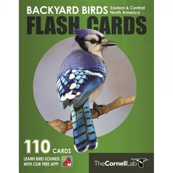 Backyard Birds Flash Cards - Eastern & Central North America
