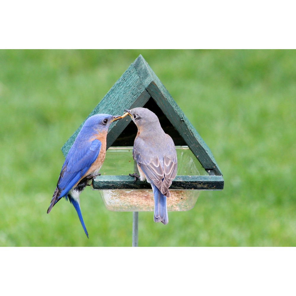 Multi-Purpose Chalet with Stake