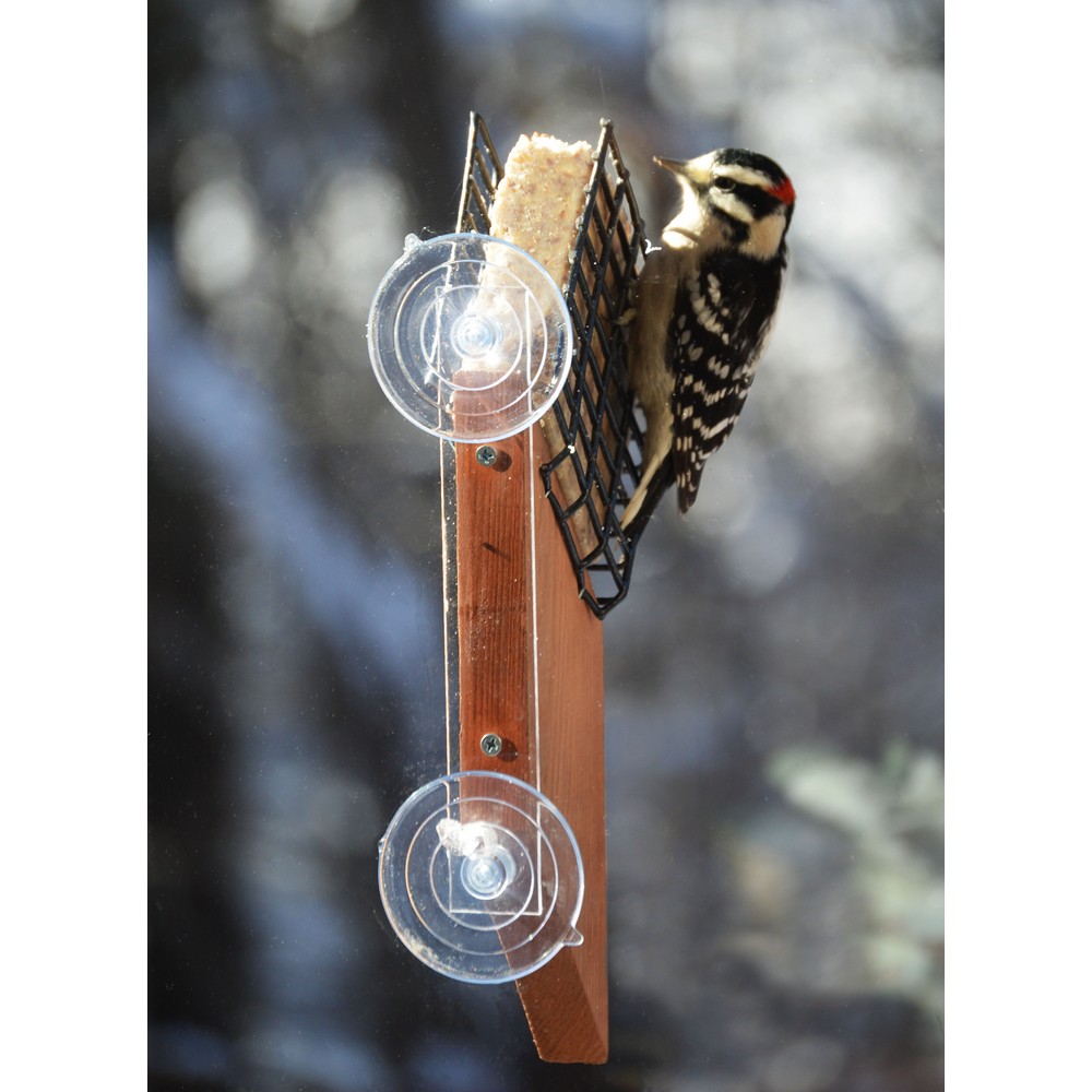 Suet Window Feeder