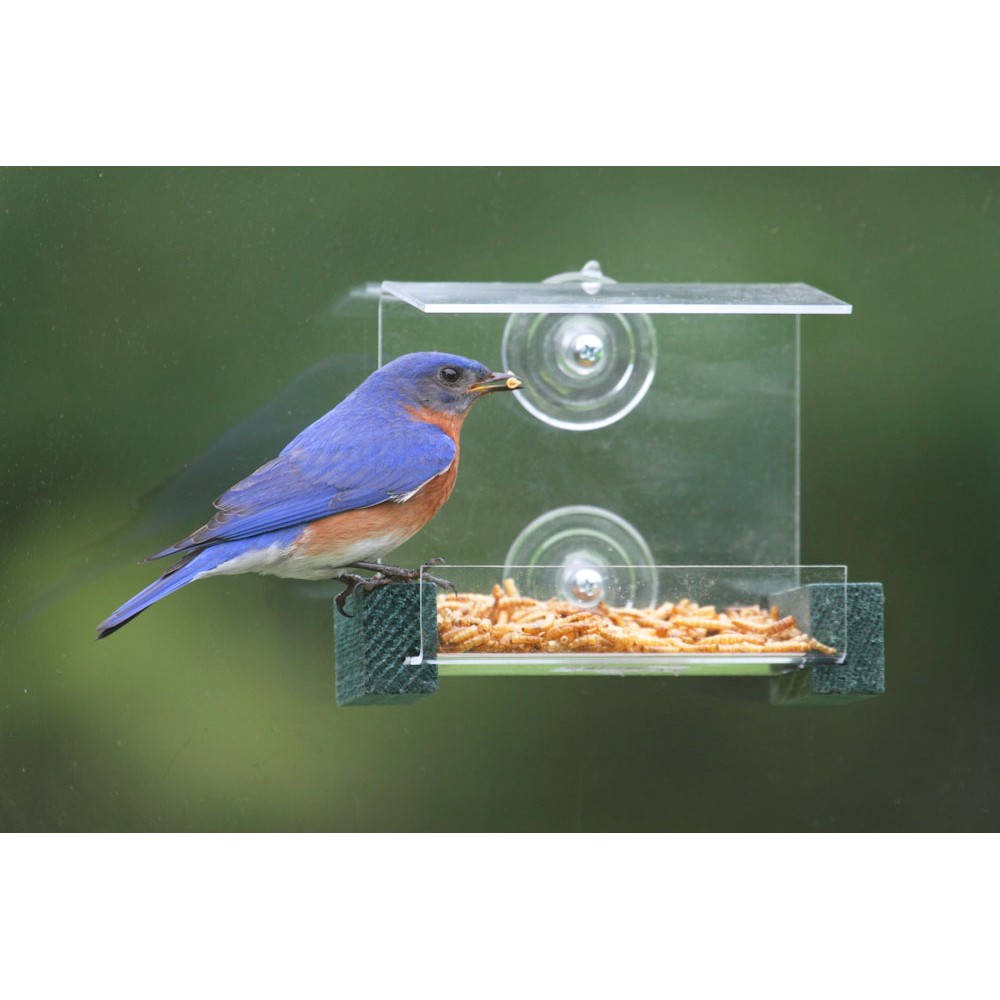 Mini Green Window Feeder
