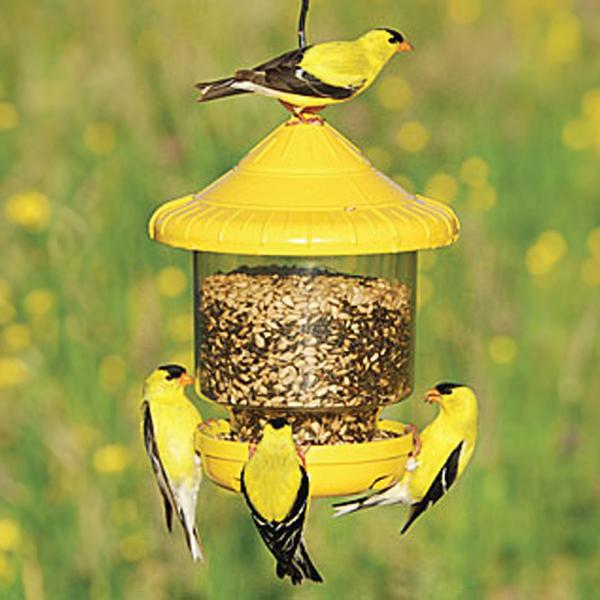 Clingers Only Feeder Yellow